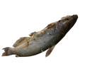 Fresh Magala Fish (Catfish)