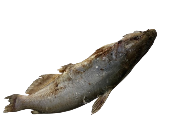 Fresh Magala Fish (Catfish)