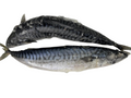Fresh Titus Fish