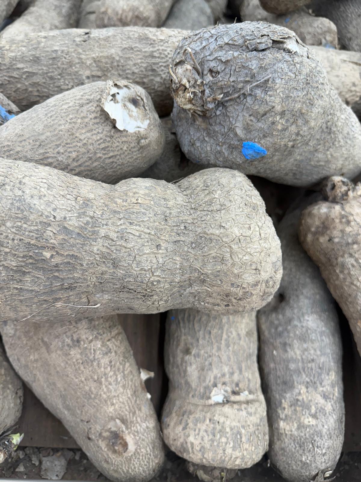 Box Yam