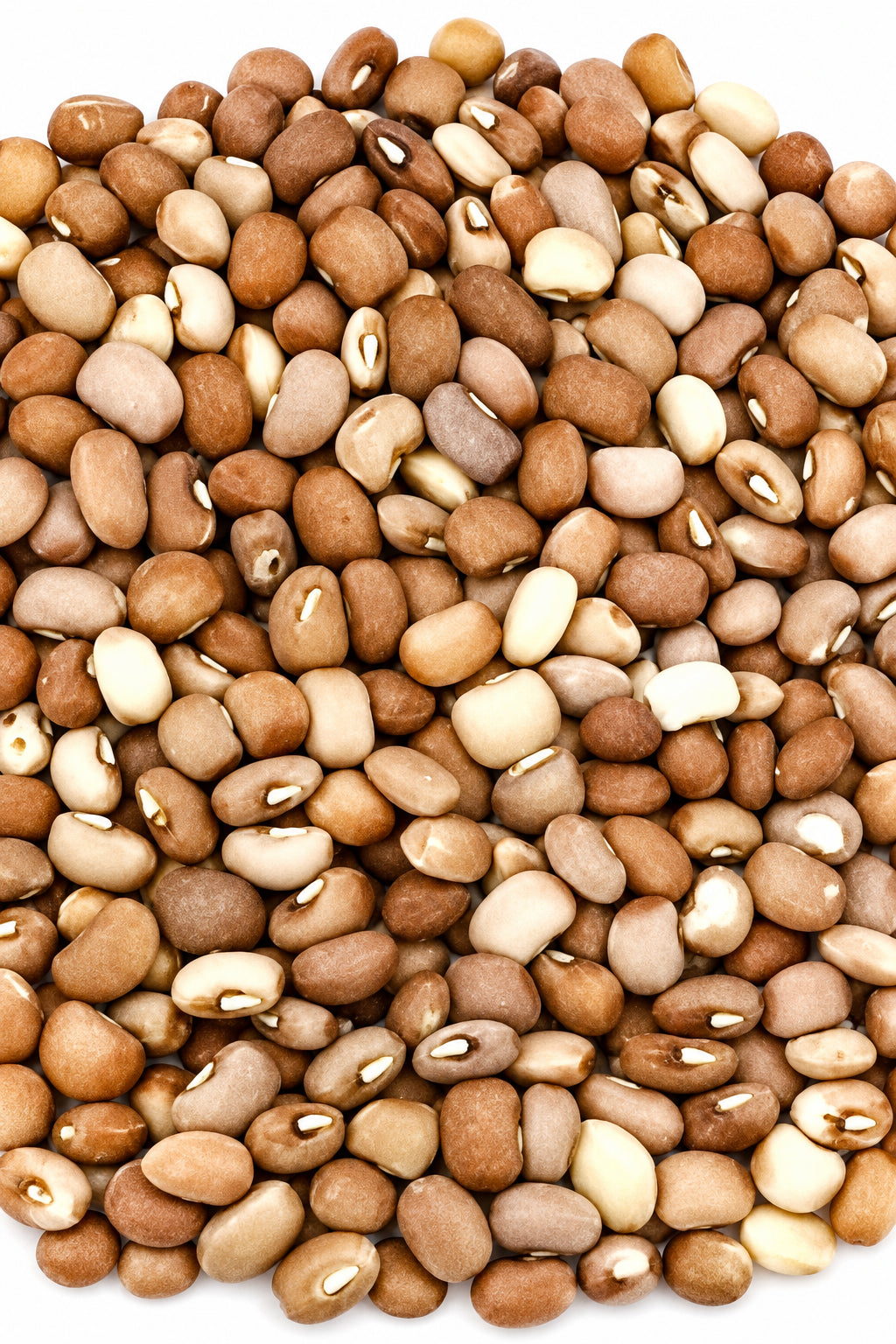 JTC Bless Olotu Beans