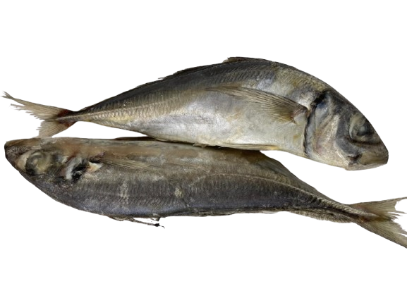 Fresh Mackerel Fish
