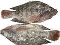 Fresh Tilapia Fish