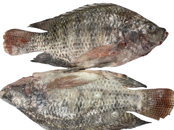 Fresh Tilapia Fish