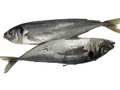 Fresh Tomson Fish