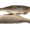 Fresh Croaker Fish