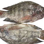 Fresh Tilapia Fish