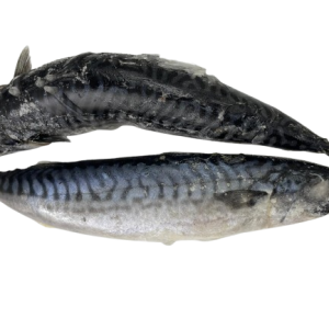 Fresh Titus Fish