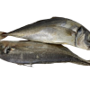 Fresh Mackerel Fish
