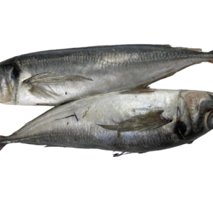 Fresh Tomson Fish