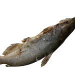 Fresh Magala Fish (Catfish)