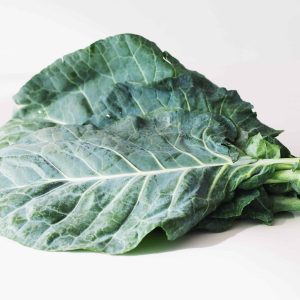 Little Bear Collards Chou Cavalier